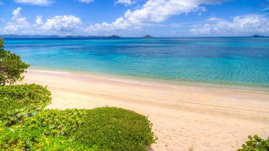 Sea Fans - Beach Location 